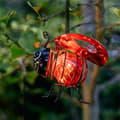 Miniatyrbillede 3 af 4: Lysdekoration Galix Mariehøne Metal Plastik