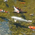 Miniatyrbillede 4 af 6: Svømmebassin bundfældningsbrønd Ubbink AlgClear 2500