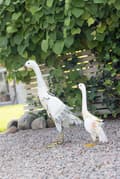 Pikkukuva 2 / 3: Anka 55 cm Hamrad plåt Dekoration