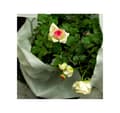 Miniatyrbild 1 av 4: Vintertäcke för rosor och blommande buskar 200 g/m², 2 х 2m