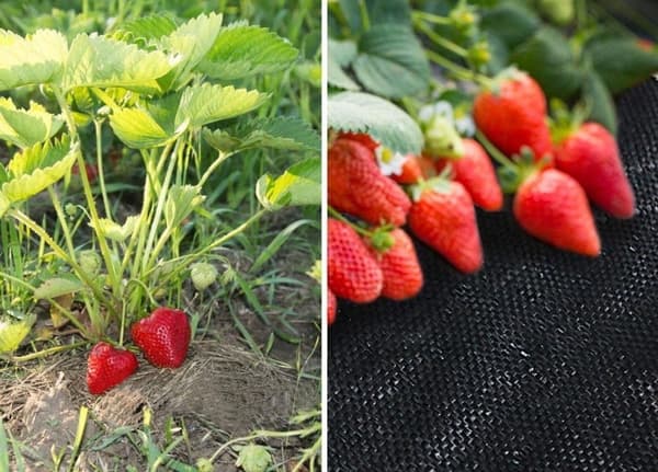 Anti ukrudtsdug - Agrotextil - 1,6 x 100 m - 100 jordpinde