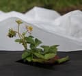 Miniatyrbilde 3 av 3: Set med 15 produkter. Non-woven 17g/m² fjær, hvit, 1,1 x 5m