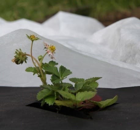 Sæt med 3 produkter. Non-woven 50g/m² vinter, hvid, 1,6 x 10m