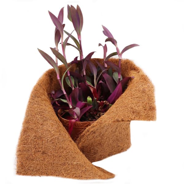 35 m Kokosfibermåtte Vinterbeskyttelse Skråmåtte Kokosfibermåtte 800 g/m² 1 m bred
