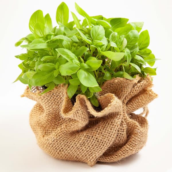 20 m x 1 m Juuttikangas 215 g/m² Juuttimatto Puutarhajutti Juuttikangas Säkkikangas Juuttinauha
