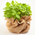 Miniatyrbillede 9 af 9: 40 m x 1 m Jutestof 215 g/m² Jutemåtte Havejute Jutestof Jute-jutebånd