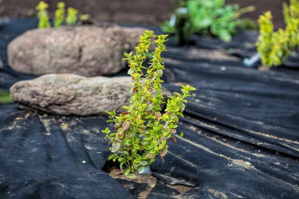 120 m² Trädgårdsfleece Ogräsbekämpningstyg Ogräsfoder Mulchfoder Mulchtyg 150 g/m² 1 m w.