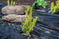 Miniatyrbillede 8 af 9: 210 m² Havefleece Ukrudtsbekæmpelsesstof Ukrudtsforing Mulchstof 150 g/m² 1,5 m bred