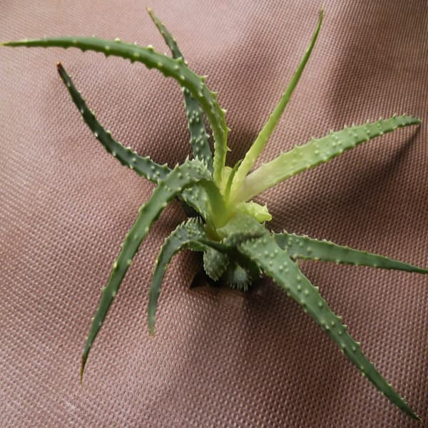 154 m² Trädgårdsfleece Ogräsbekämpningstyg Mulchtyg 80 g 1,4 m bred brun