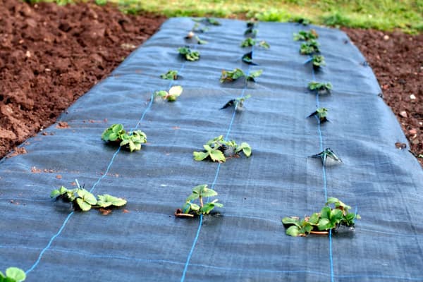 40 m² Ogräsbekämpningsmembran Ogräsfoder Mulchliner 100 g 1 m bred Svart
