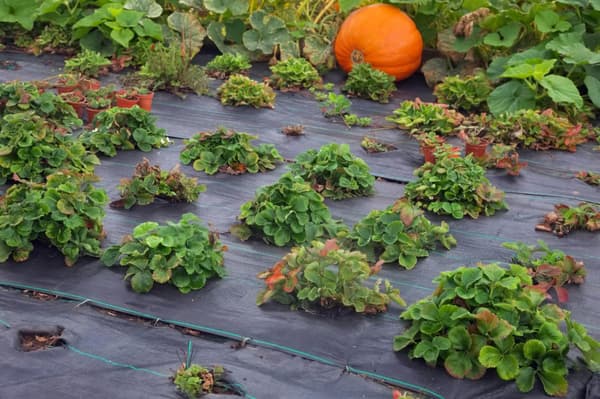 208 m² Ukrudtsbekæmpelsesmembran Ukrudtsforing Mulch liner 100 g 1 m bred Sort