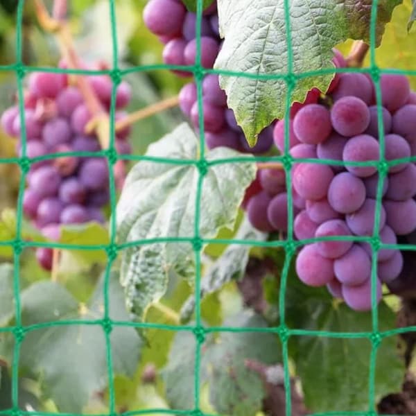 Large Mesh Net for a Particularly Good Harvest of Cucumbers, Tomatoes and Other Vegetables and Climbing Plants – Dimensions: 2.50 x 2m