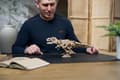 Miniatyrbild 6 av 10: 3D Träpussel Tyrannosaurus Rex uGEARS