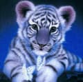 Miniatyrbild 2 av 6: Diamantbroderi Söt Tiger 45x45 cm