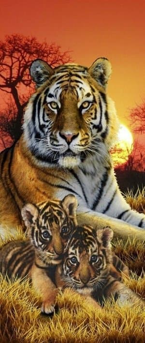 Diamantbroderi Tigerfamilj 3 50x110 cm