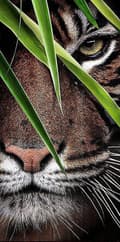 Miniatyrbild 1 av 6: Diamantbroderi med hukande tiger 45x85 cm