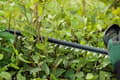 Miniatyrbillede 4 af 11: Bosch UniversalHedgeCut 18-55 Hækkeklipper - Med 1x 18 V batteri og oplader