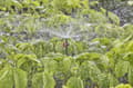 Pikkukuva 3 / 7: Gardena MDS Spray Nozzle 360° pyöreä sprinkleri muovinen musta (13322-20)