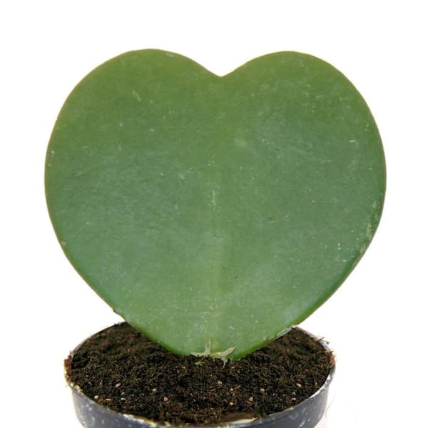 Hoya kerii - Herzblatt-Pflanze, Herzpflanze eller Kleiner Liebling - im 6cm Topf