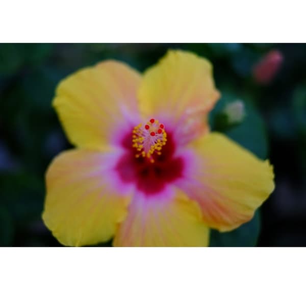 Fujinon XF 35 mm f/1.4 R