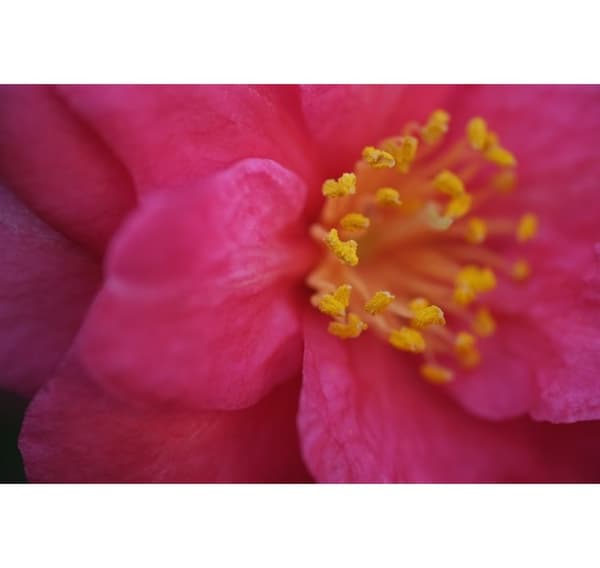 Fujinon XF 60mm f/2.4 R Makro