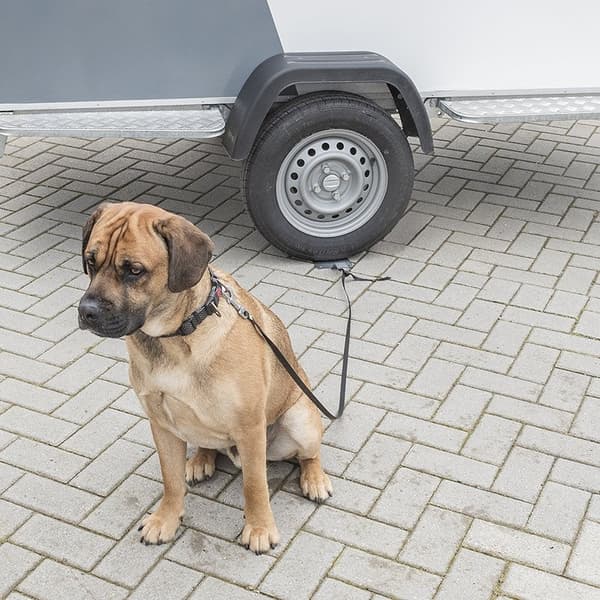 Hund säker