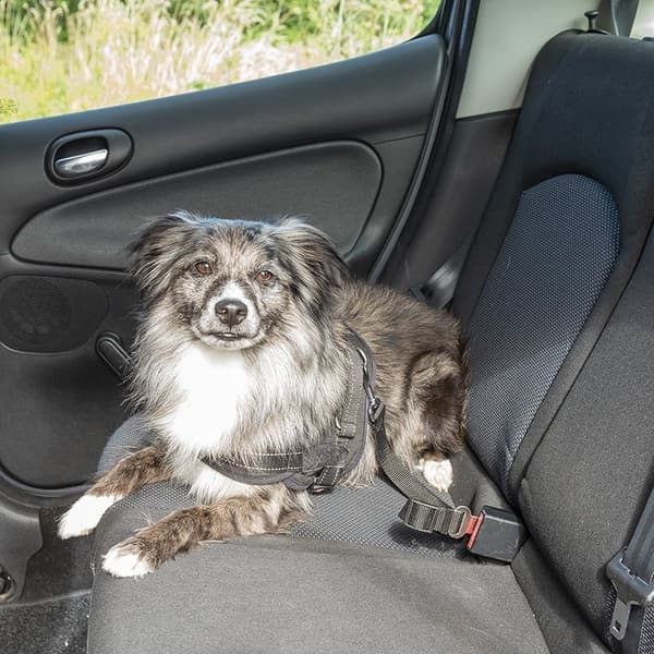 Hundesnor til sikkerhedssele