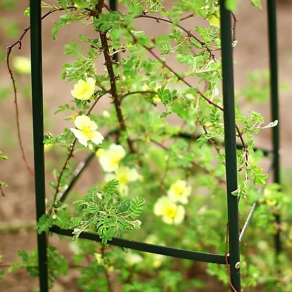 Haveespalier i metal med blonder