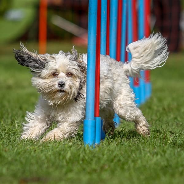 Agility for hunder Seesaw
