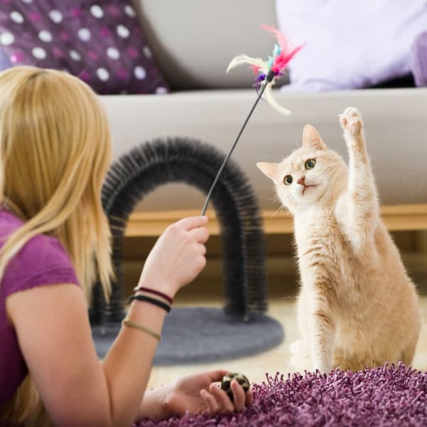 Hårfjerningsblad for katter