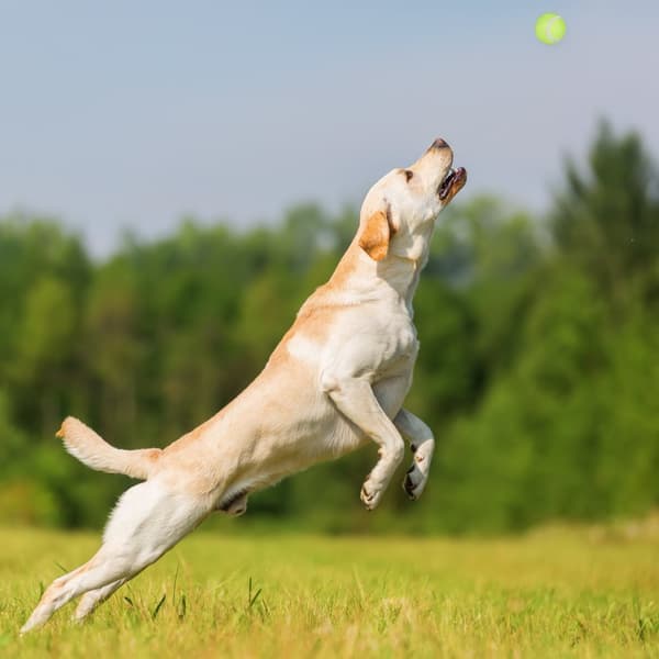 Kugler til hunde sæt af 2