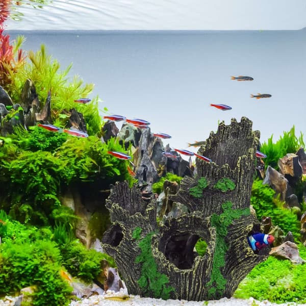 Akvarie dekoration træstamme