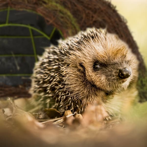 Pindsvinehus Igloo