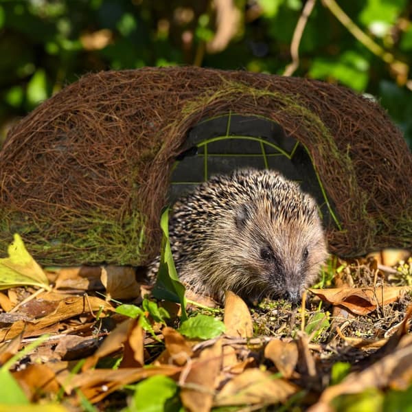 Pindsvinehus Igloo