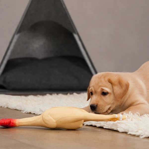 Hundeseng af filt