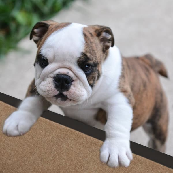 Hundetrapp 4 trinn