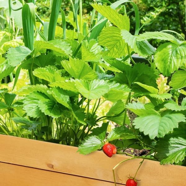 Plantebord i tre