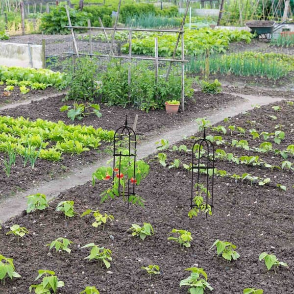 Trellis 85 cm, sett med 2