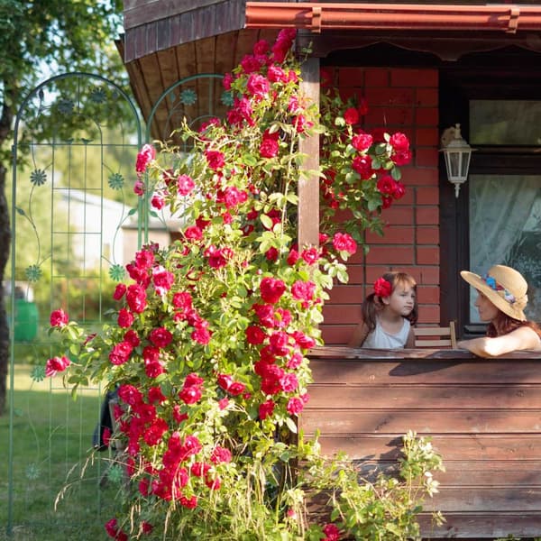 Trellis 200 cm sett med 2 grønne