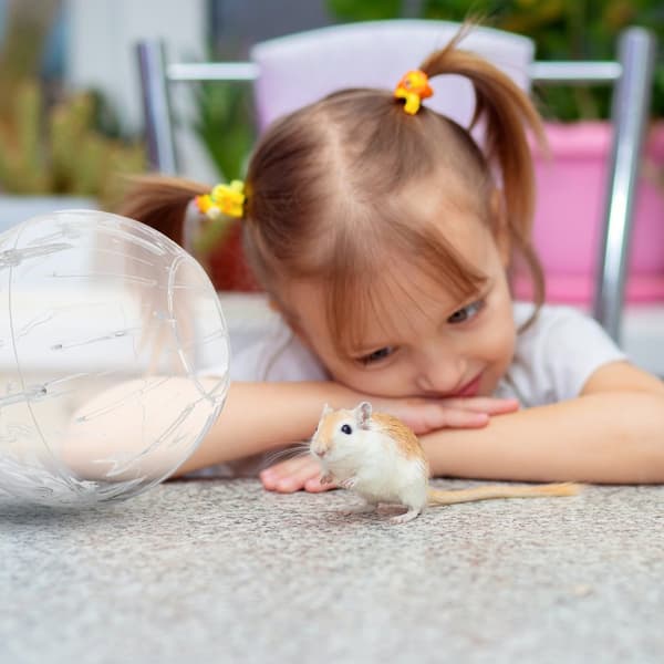 Hamsterboll med ljusblått lock