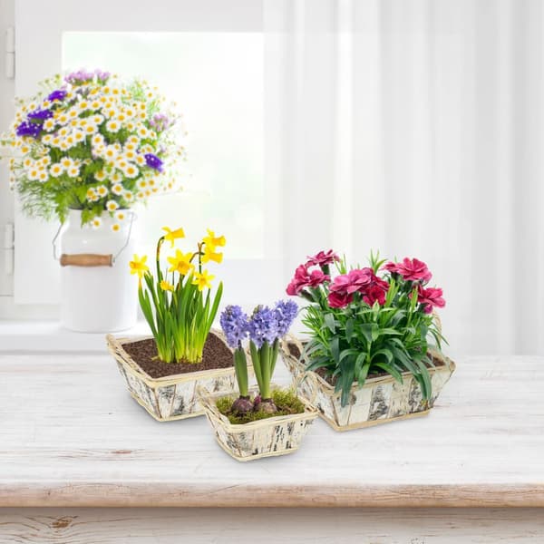 Fyrkantig blomkruka Björk Set om 3