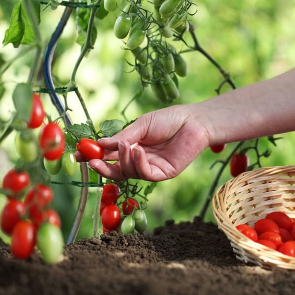 Plantepermer, 300 stk