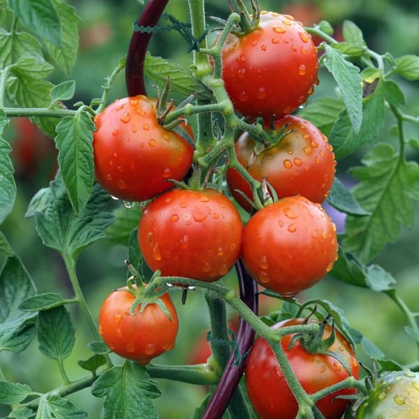 Plantepermer, 300 stk