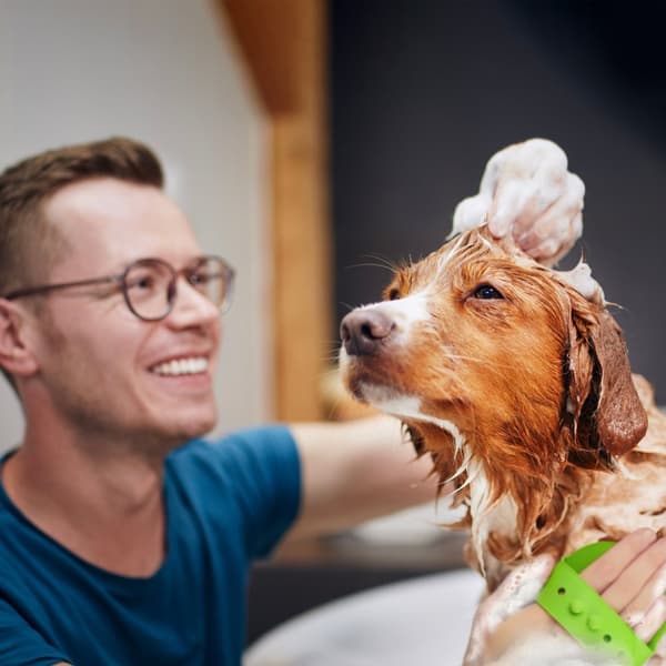 Massagebørstehund &amp; kat sæt med 3
