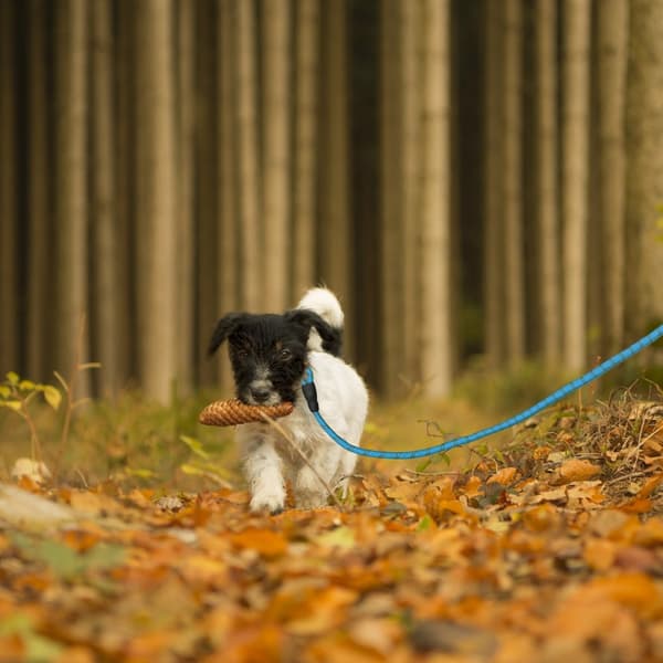 Vadderat hundkoppel blå 150 cm