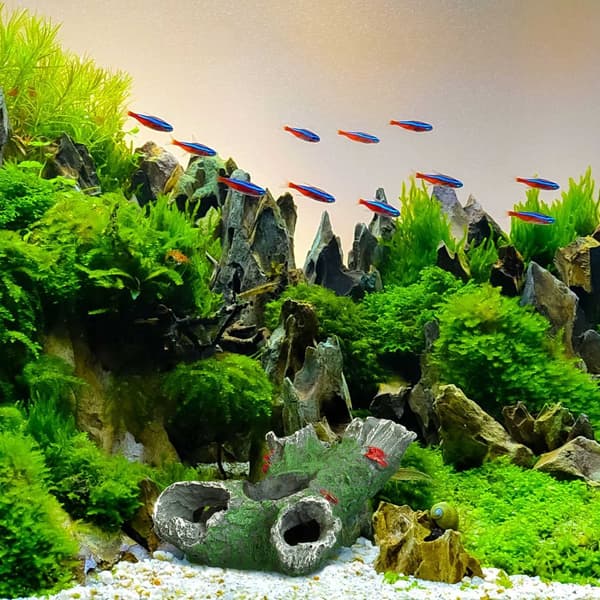 Akvarie dekoration træstamme