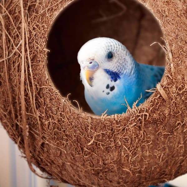 Birdhouse kokosnøddesæt med 2 stk