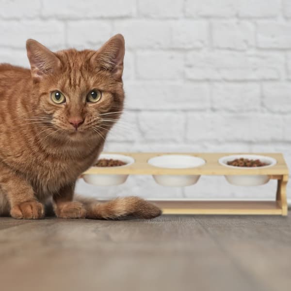 Foderstation til katte med 3 skåle