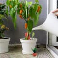 Miniatyrbilde 5 av 7: Sett med 4 leire ku gulrot