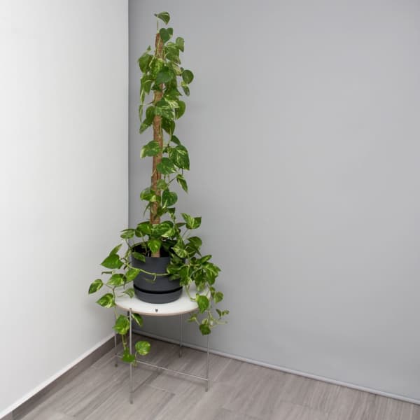 sett med 5 kokospinner 90 cm